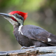 Image for article titled Woodpecker Having Difficulty Remembering Tree Where He Got The Really Good Bugs That One Time